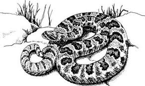 rattlesnake,copperhead,snake