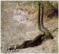 rattlesnake,copperhead,snakes
