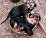 training, kennel, grooming, bloodhound 